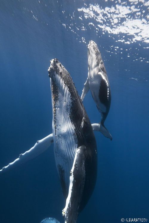 7whale