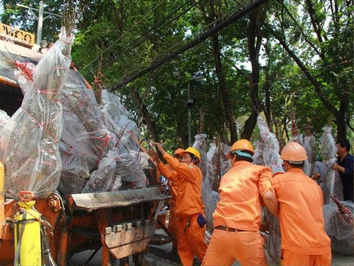 Hàng chục cây đào của ông Thành bị chất lên xe rác, cán nát vì ông không đủ tiền thuê xe chở về quê - Ảnh: Bùi Thư